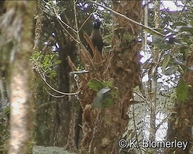 Brown Sicklebill - ML201012951