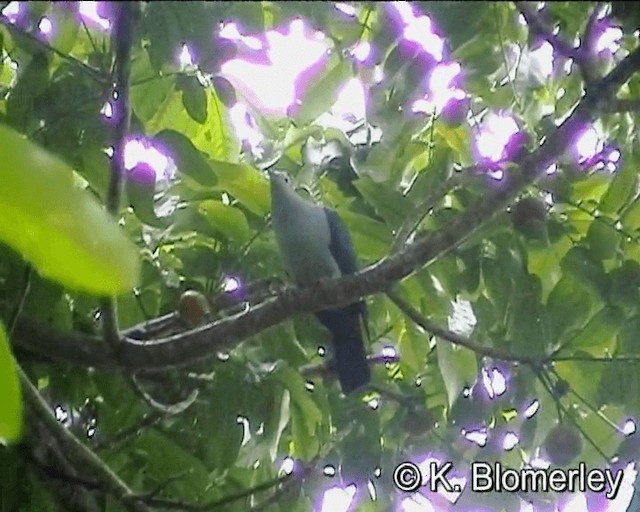 Островной плодовый голубь - ML201013011