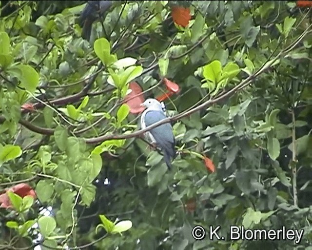 Островной плодовый голубь - ML201013021