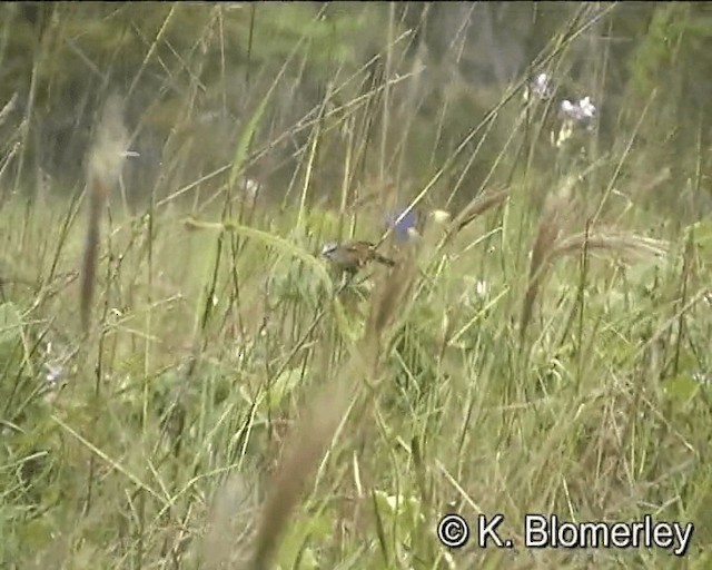 White-spotted Munia - ML201013061