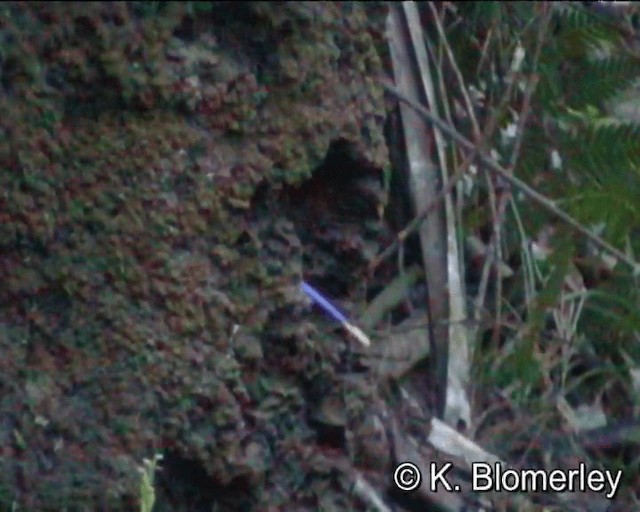 Буроспинный райский зимородок - ML201013141