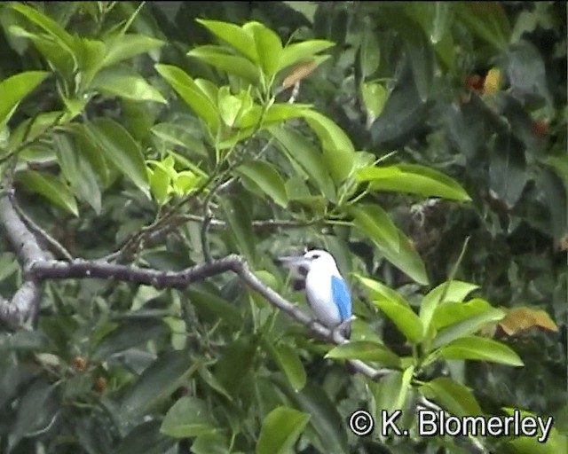 Beach Kingfisher (Beach) - ML201013171