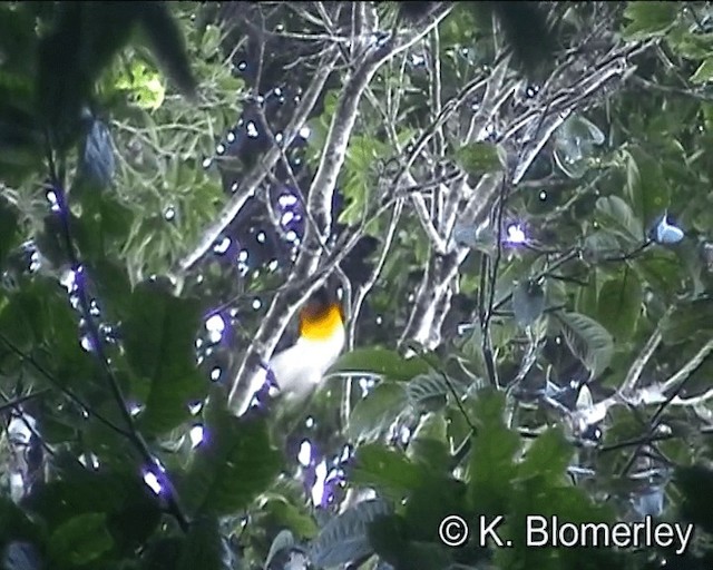 Greater Bird-of-Paradise - ML201013211