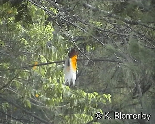 Lesser Bird-of-Paradise - ML201013221