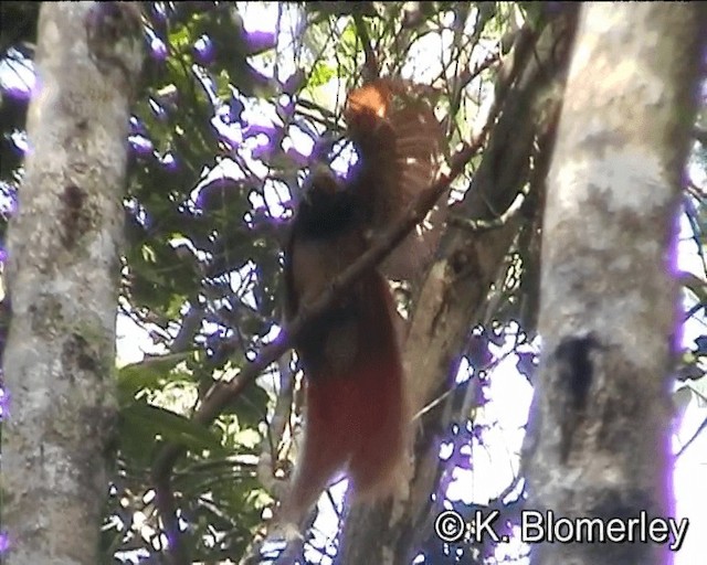 Raggiana Bird-of-Paradise - ML201013261