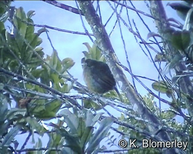 Crested Satinbird (Red) - ML201013331