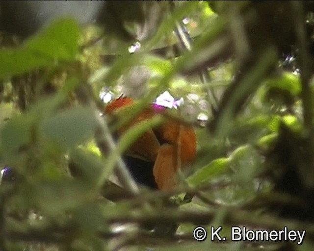 Crested Satinbird (Red) - ML201013351