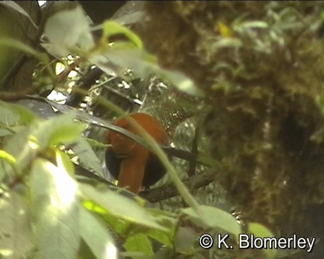 Crested Satinbird (Red) - ML201013361