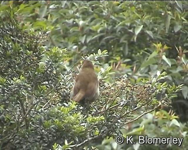 Crested Satinbird (Red) - ML201013381