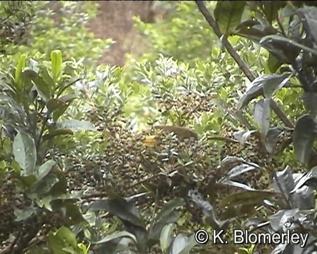 Crested Satinbird (Red) - ML201013391