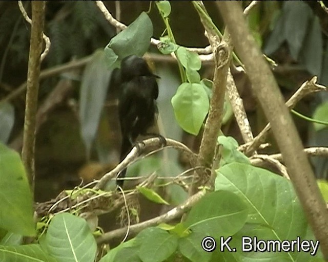 Metallic Starling (Metallic) - ML201013411