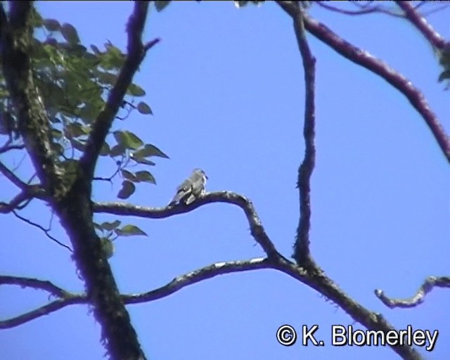 Brush Cuckoo - ML201013501