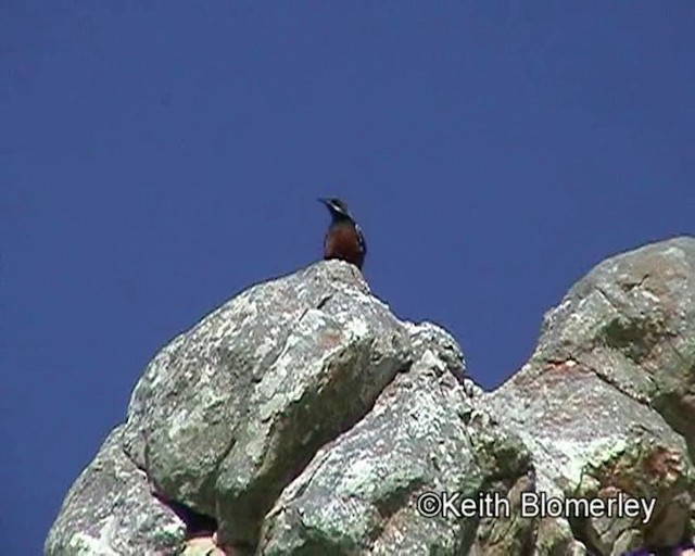 Cape Rockjumper - ML201013541