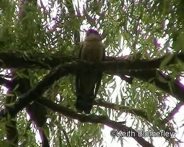 Red-chested Cuckoo - ML201013561