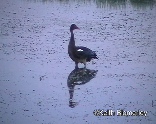 Spur-winged Goose (Southern) - ML201013611