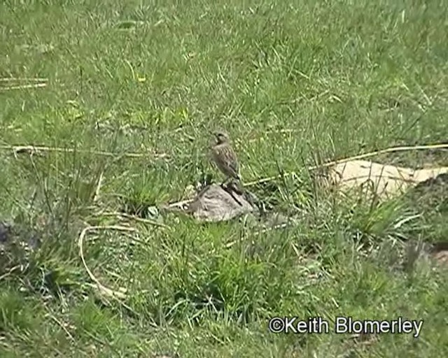 Bisbita de El Cabo - ML201013621