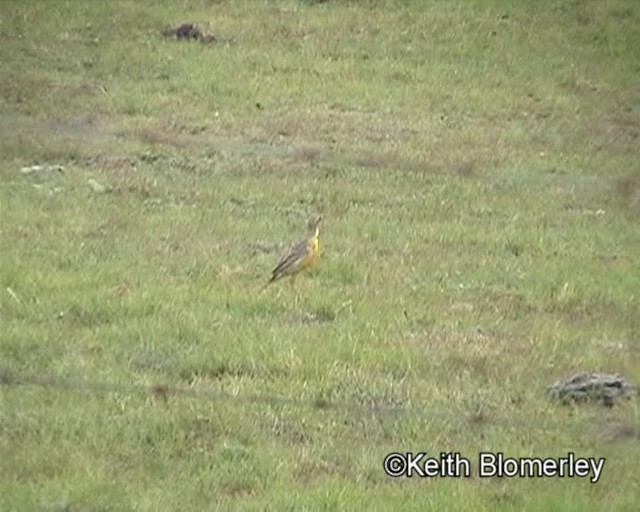 Orange-throated Longclaw - ML201013641