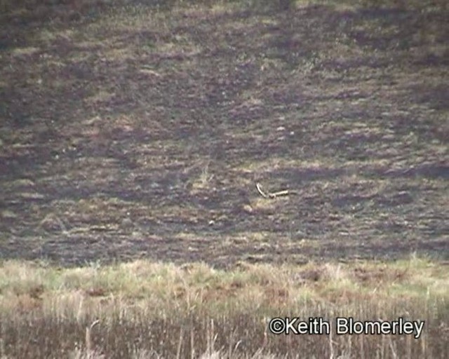 Marsh Owl - ML201013681