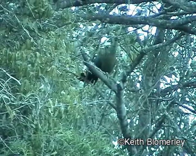 Purple-crested Turaco - ML201013691