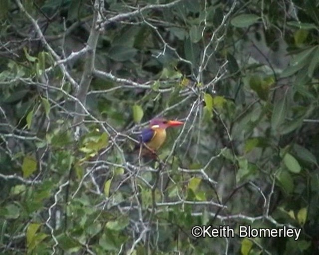 African Pygmy Kingfisher - ML201013701