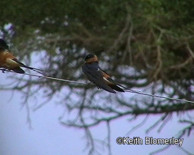 Golondrina Pechirrufa - ML201013721