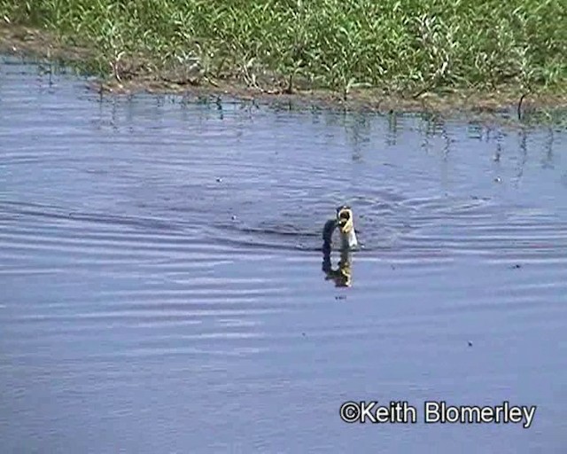 Great Cormorant (White-breasted) - ML201013741