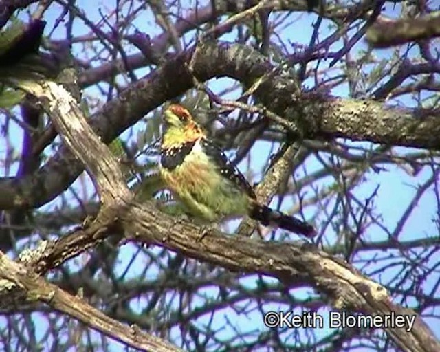 Haubenbartvogel - ML201013751