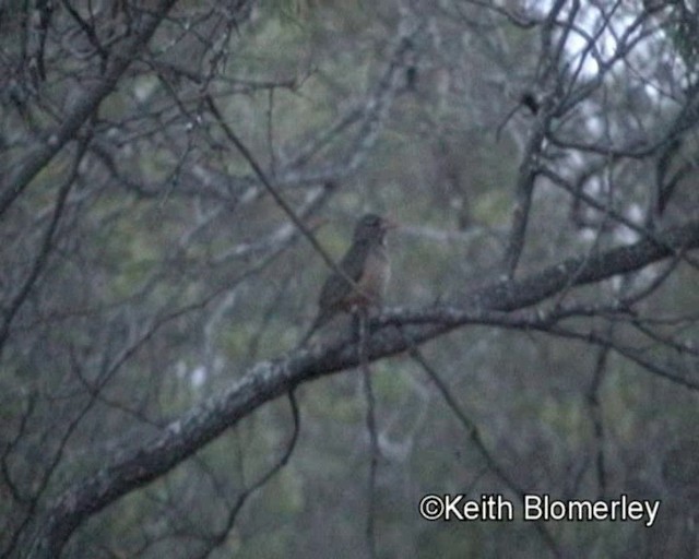 Kurrichane Thrush - ML201013761