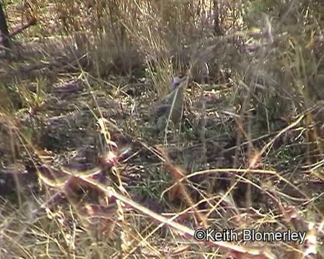 Bennett's Woodpecker (Bennett's) - ML201013771