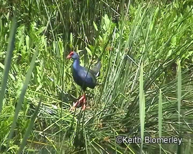 African Swamphen - ML201013781