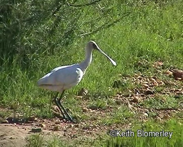 African Spoonbill - ML201013801