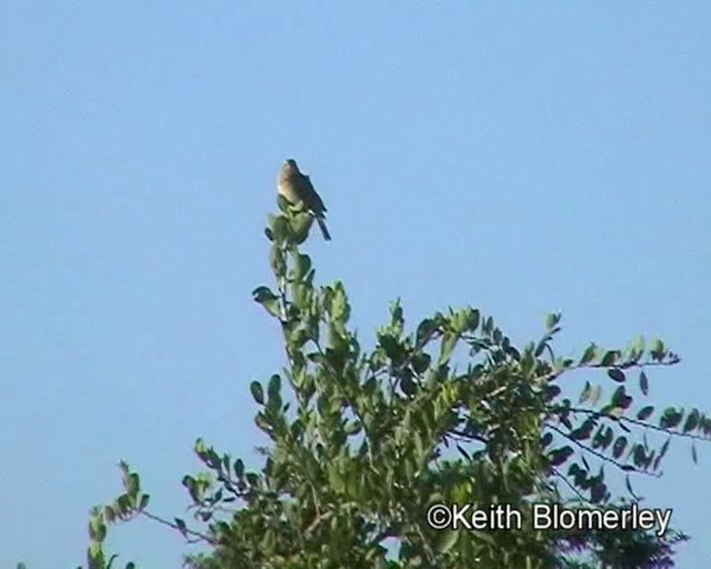 Short-clawed Lark - ML201013811