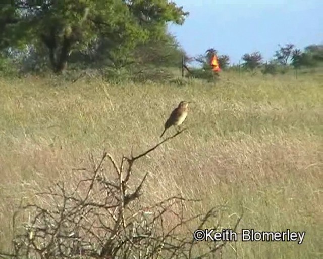 Short-clawed Lark - ML201013821