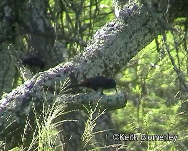 Common Scimitarbill - ML201013841