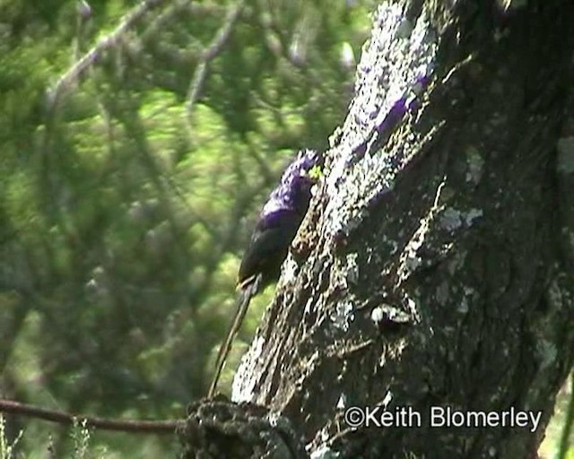 Common Scimitarbill - ML201013851