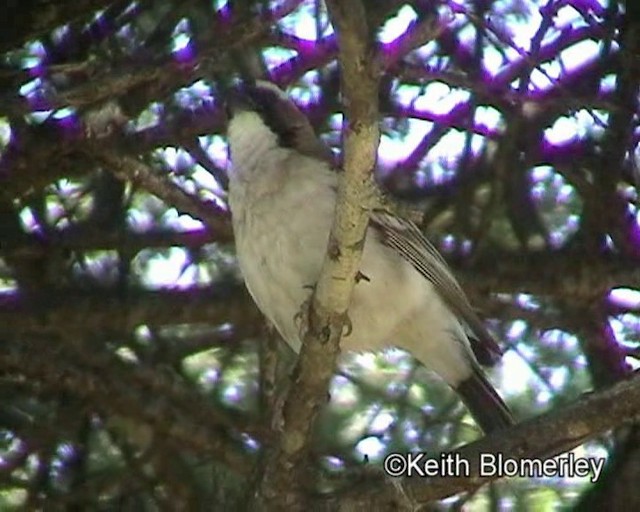 White-browed Sparrow-Weaver (White-breasted) - ML201013861