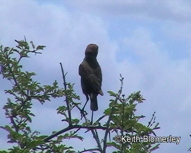 Southern Anteater-Chat - ML201013891