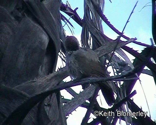 Arrow-marked Babbler - ML201013901