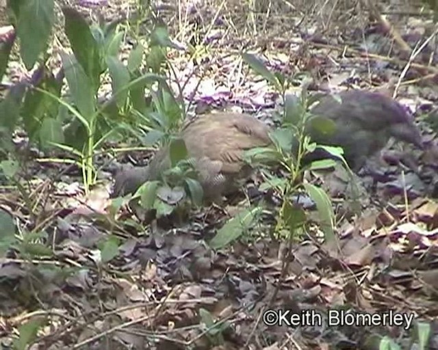 Red-billed Spurfowl - ML201013921