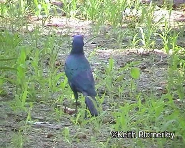 Burchell's Starling - ML201013931