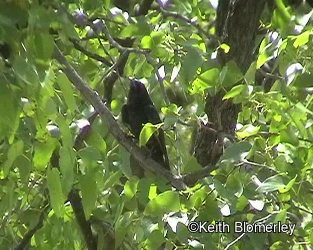 savannedrongo (apivorus) - ML201013941