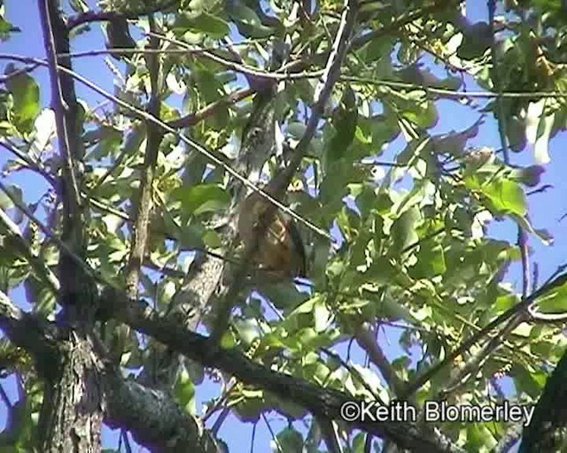 Long-billed Crombec - ML201013971