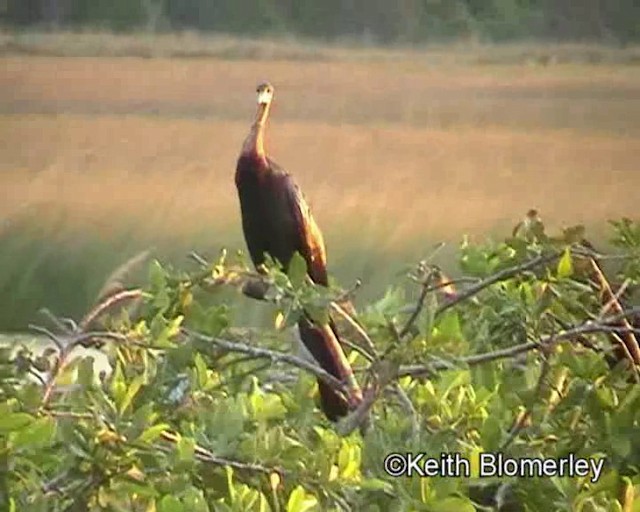 Afrika-Schlangenhalsvogel - ML201013981