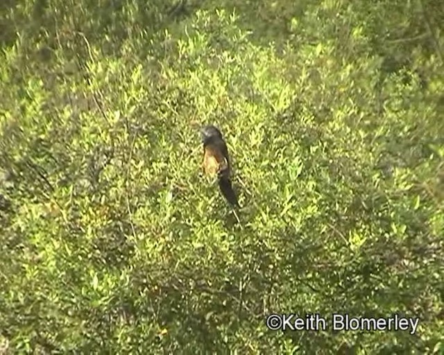 Black Coucal - ML201014041