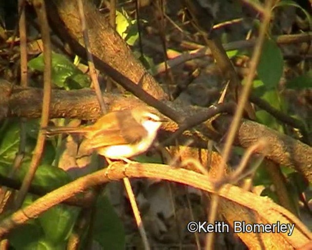 Prinia modeste - ML201014051