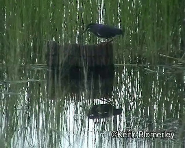 綠簑鷺(atricapilla群) - ML201014061