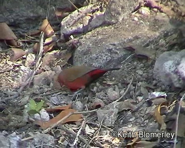 Jameson's Firefinch - ML201014121