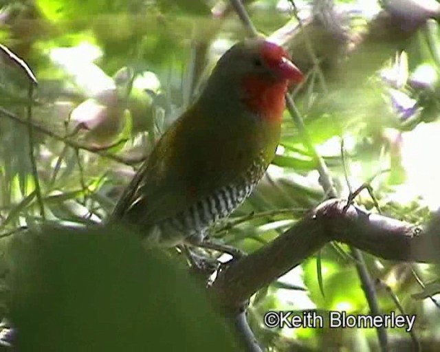 Green-winged Pytilia - ML201014131