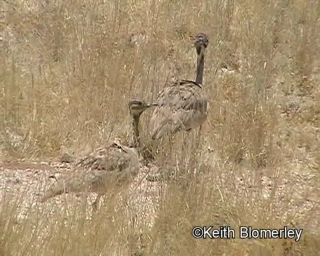 Rüppell's Bustard - ML201014171