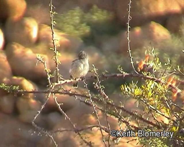 Black-throated Canary - ML201014181